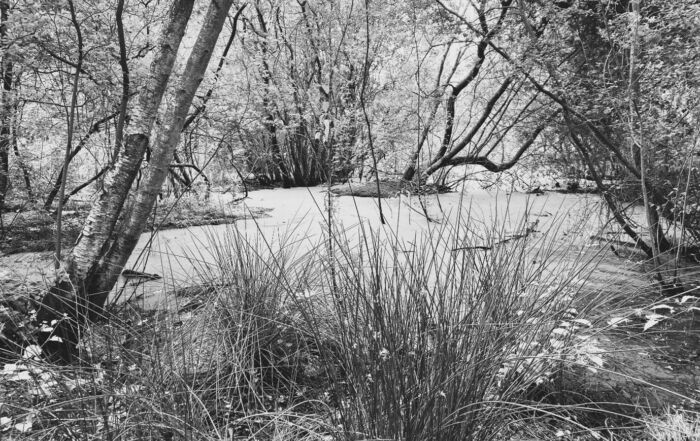 Wetland pond and trees