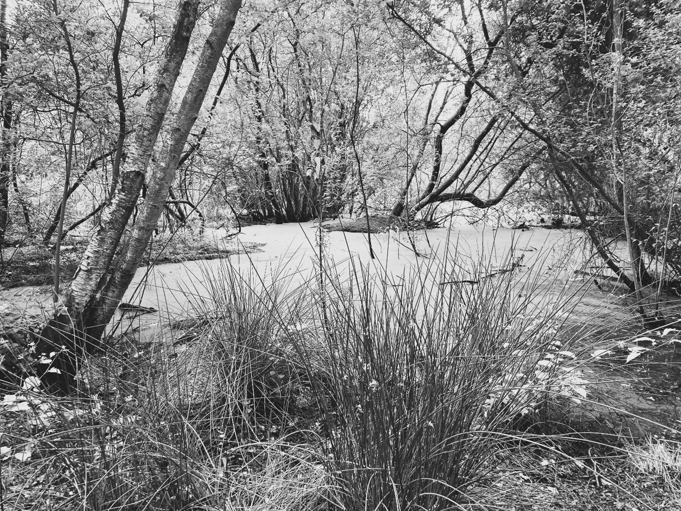 Wetland pond and trees